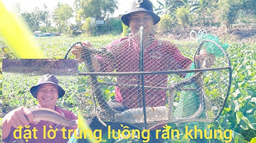 👉 Tập 23 | Đặt lờ trúng luồng rắn khủng, cá lóc to giữa lục bình thật đẹp miền Tây