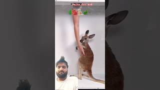 #challenge #youtubeshorts #animals #funny