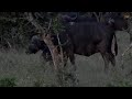 SouthAfricaDjChiPMsafariLIVE 18 Mar 2018 Buffalo gives birth Part 2