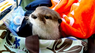 Aty is too funy! We laughed so hard the morning of the camp. [Otter life Day 536]