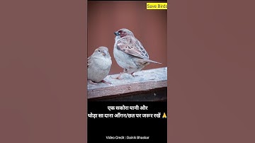 little bird, Save Sparrows #shortsvideo