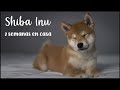 Shiba Inu Cachorro : Segunda semana en casa