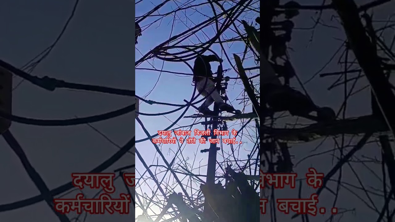 दयालु जांबाज बिजली विभाग के कर्मचारियों ने तोते की जान बचाई