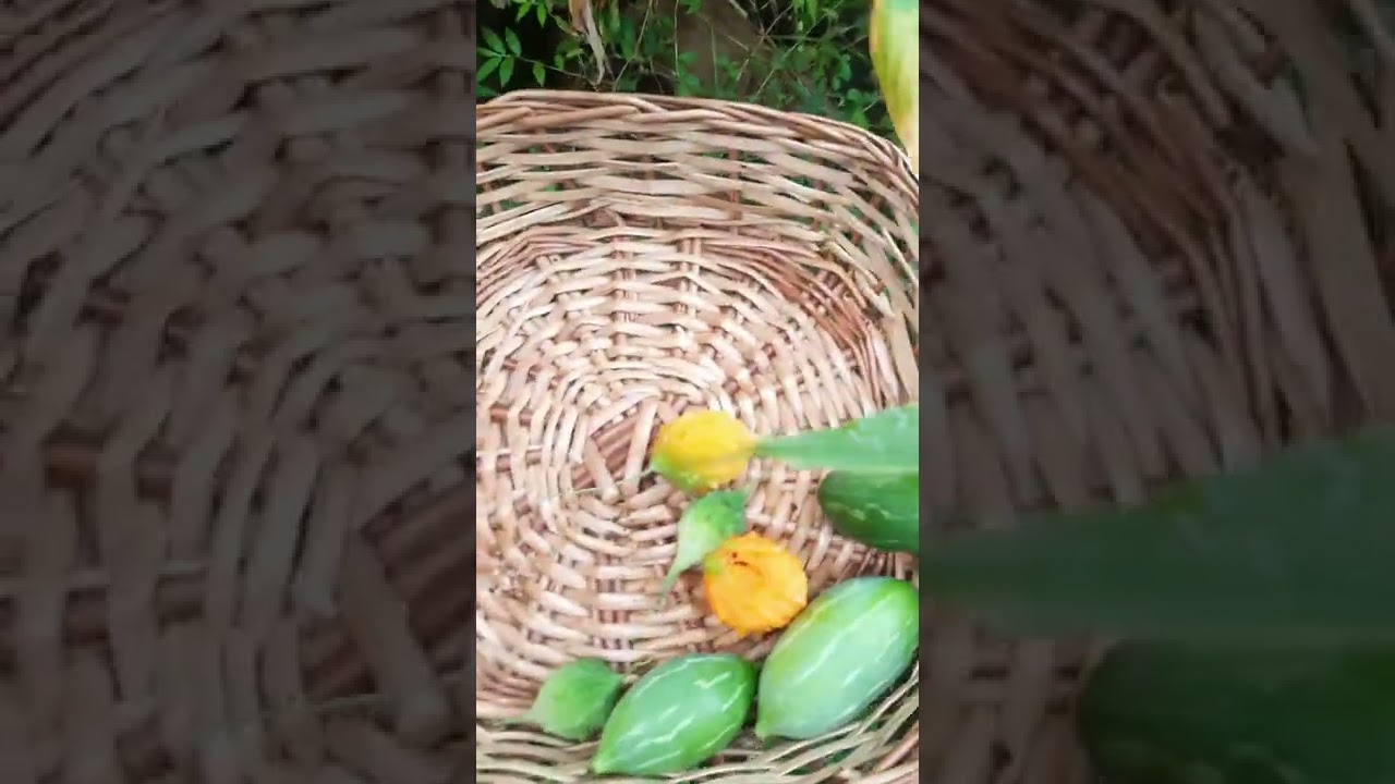 My first Vlog | Morning walk through Kitchen garden 🍀 My Home tales🏠