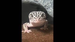 Myatathegecko Going Live For Like 10 Minutes Or So