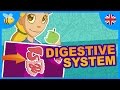Understanding Digestion