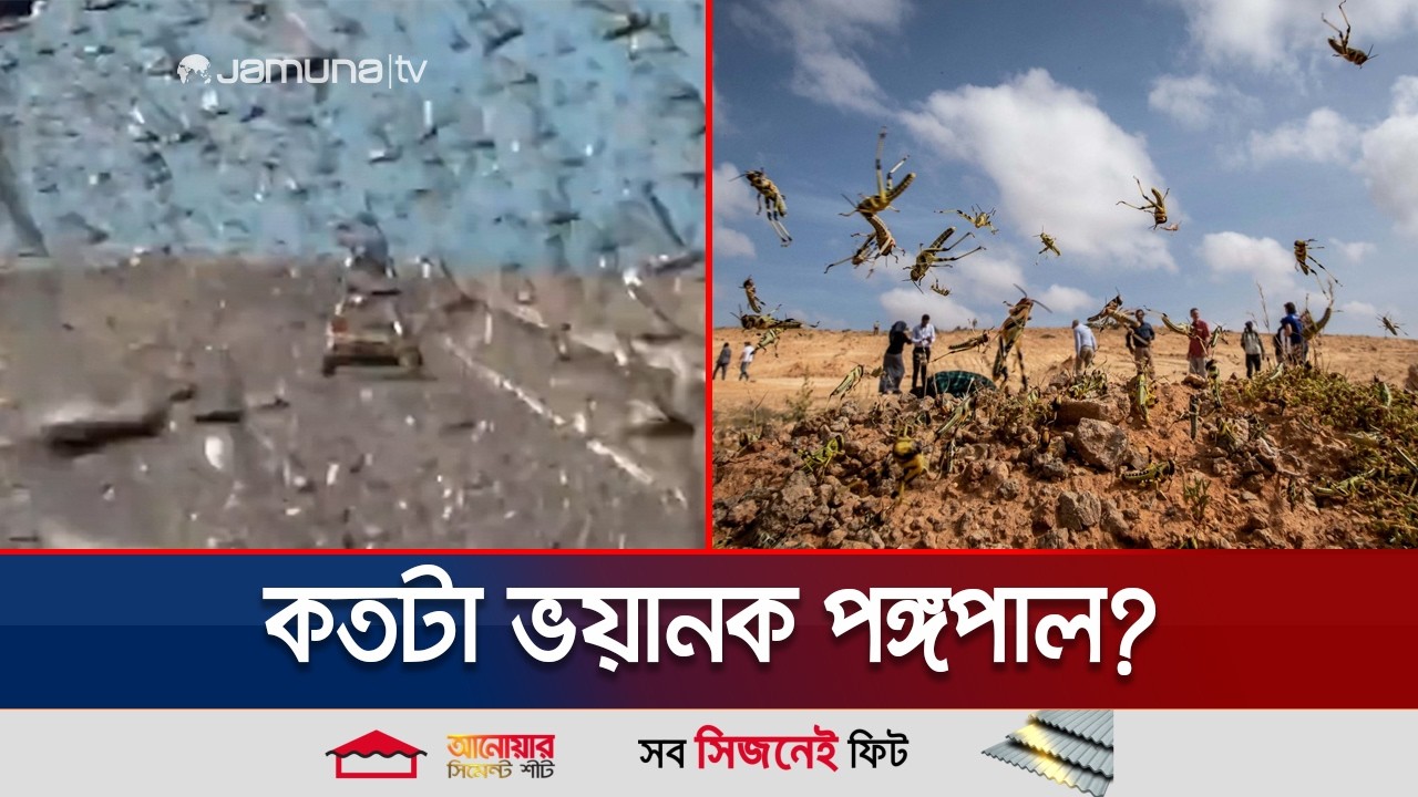 জনবিরল রাস্তায় পঙ্গপালের দাপট; ভিডিও দেখে স্তম্ভিত বিশ্ববাসী | Locust Swarm | Morocco | Jamuna TV