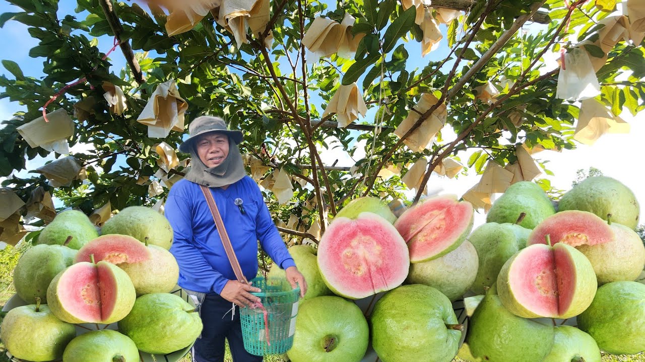 จากผู้รับเหมา.. ผันตัวมาปลูกฝรั่งขาย​ รายได้​ 2000-30,000฿ ต่อเดือน