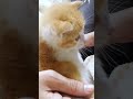 「お兄ちゃんだけずるい！」と妹子猫もやって来た【赤ちゃん猫　保護猫】 #gatto #子ネコ #kitten #子猫 #好きな子猫 #cat #meow #エウレカねこ部 #ねこ