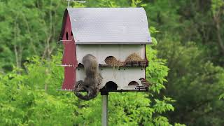Baby Squirrel Leaves the Nest for the First Time (#2)