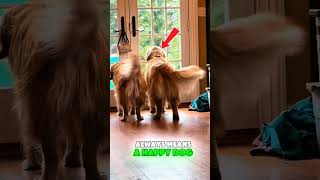 #"THE SECRET WARNING YOUR DOG IS TRYING TO SEND YOU WITH ITS TAIL"#shorts #funny #warningsign
