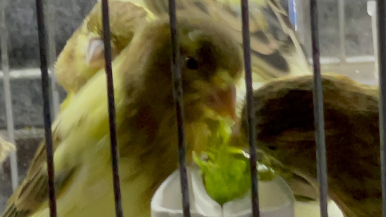 Canary singing,canary songs,baby canary,red canary #canarysinging # ...