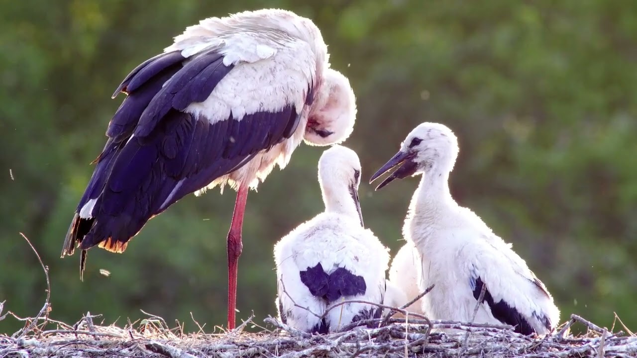 Ali che migrano: la cicogna ed il suo incredibile viaggio
