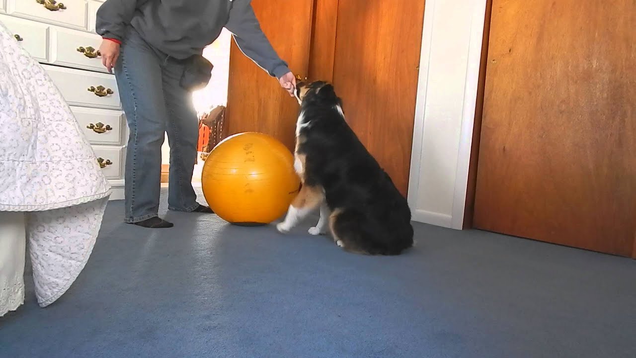 Shade dogball training 1 1 16 YouTube