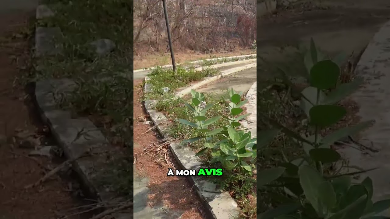 Exploration du sens caché du design au sol dans les temples bouddhistes