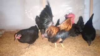 Best soft food for eggs fertility||Old english game|| silver sebright || care || Ehsaan poultry farm screenshot 3