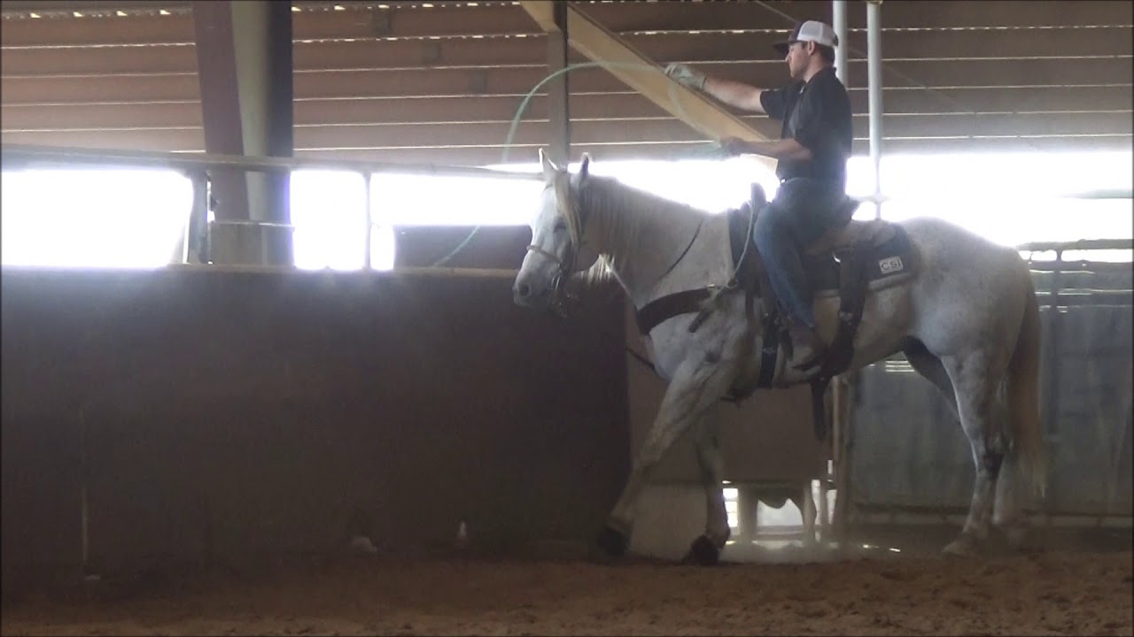 Head Horse For Sale! 9 Year old AHQA Gelding...Call (480) 2053613