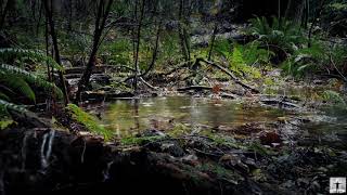 All I Have To Do Is Dreameverly Brothers With Rain Soft Rain Music