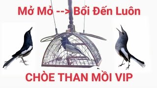 Chòe than mồi vip / Mở mỏ hót bổi bay đến luôn