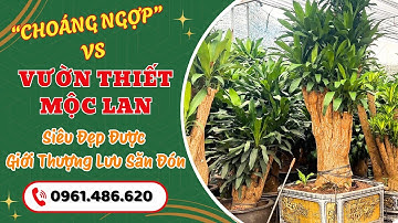 "Choáng Ngợp" với BST cây Thiết Mộc Lan lâu năm đẳng cấp, được giới thượng lưu săn đón