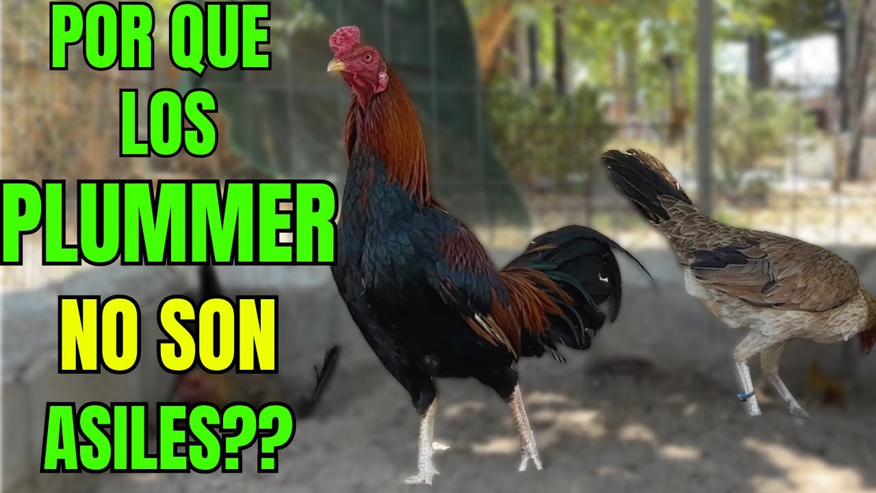 ASILES PLUMMER.... PORQUE NO SON ASILES???