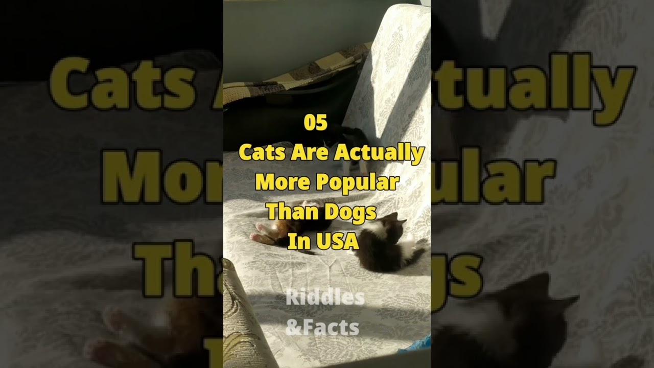 Fact#30 || The Cats Facts 