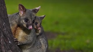 SUPER CUTE | Mommy Possum Carrying a Baby