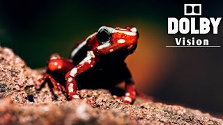 Two Hours of 4K Nature Scenes | 4KUHD BBC Earth Dolby vision