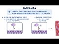 PGAP3-congenital disorder of glycosylation (Year of the Zebra)
