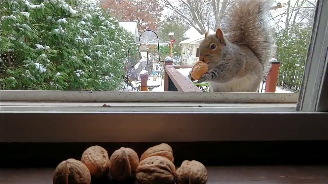 Window Squirrel Feed YouTube
