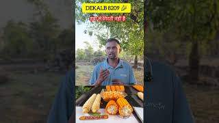 Bayer DEKALB 8209 मक्का कम बजट, कम पानी में भी अच्छी पैदावार देने वाली मक्का/DEKALB 8209 maize