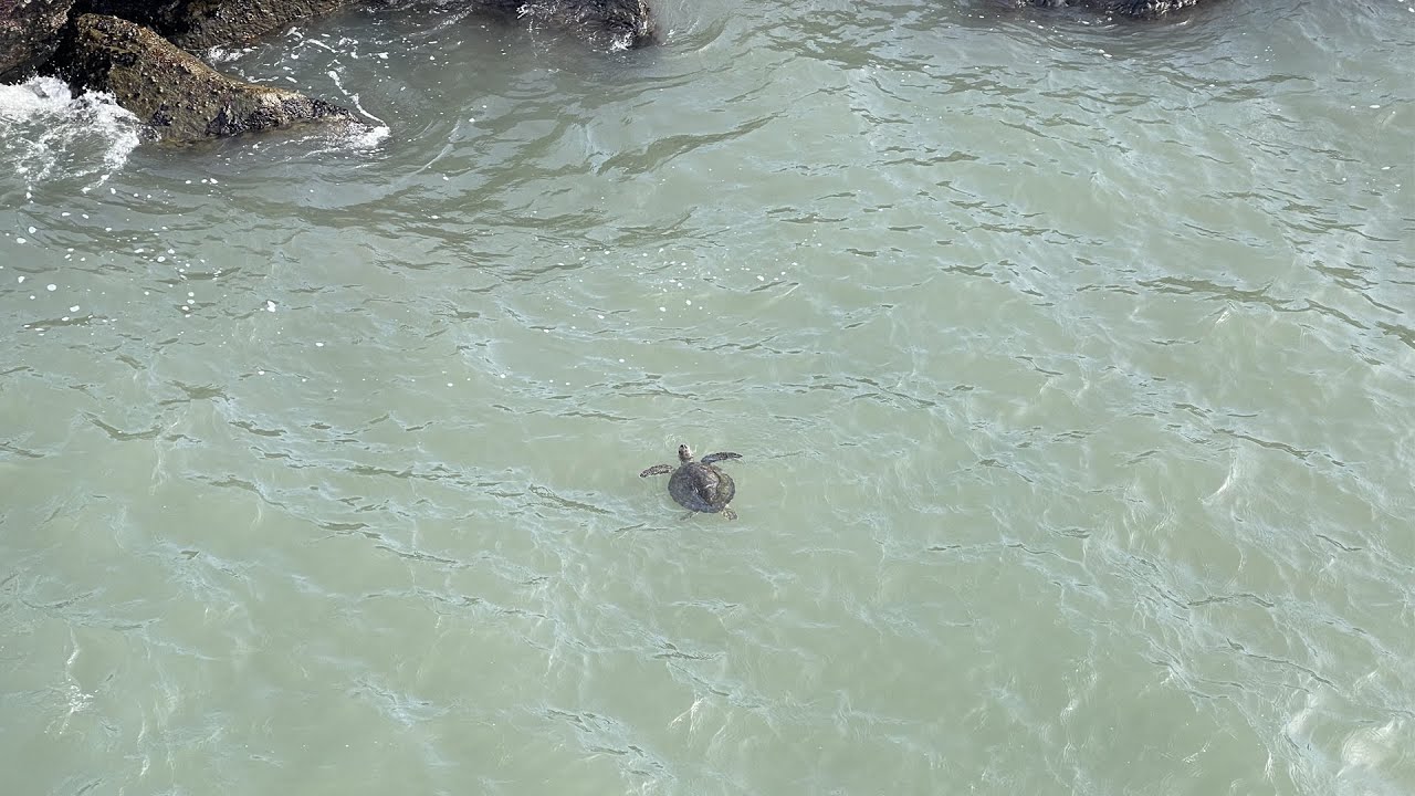 Hawksbill Sea Turtles at Port Canaveral Cape Canaveral Florida in 4k UHD