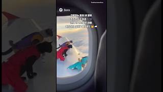 윙슈트 입은 날아다니는 고양이들! 😼✈️ #shorts