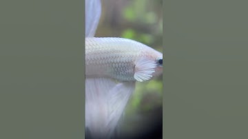 My bettas _bettafishfun_aquarium _#viralshorts #shorts