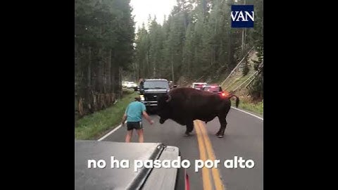 130 days in jail for insulting a bison