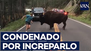 130 días de cárcel por increpar a un bisonte