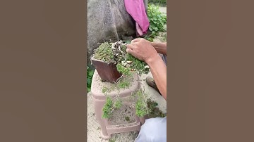 真柏 #系鱼川真柏造型盆景拆铝丝 #真柏基地 #系鱼川真柏 #juniper