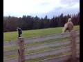 Gogo Cowboy westernreiten