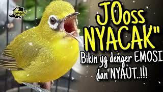 Masteran Kecial Kuning JOSS NYACAK‼️Bikin Yg Denger EMOSI dan NYAUT✅