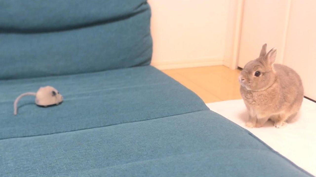 自分の縄張りにネズミいた時のうさぎの反応ww - YouTube