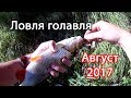 Рыбалка на голавля в августе. Уловистые Кренки.