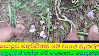 මෑකරල් වගාව කාබනික පොහොර/mekaral wagawa kabanika pohora