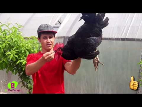 Vaginada uzun jinsiy olatni onlayn tomosha qiling