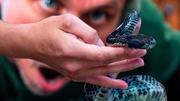 FREE HANDLING DEADLY VENOMOUS SNAKES!! **WILL NACE** | BRIAN BARCZYK