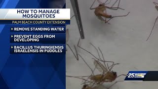 Fighting South Florida Pests: Managing Mosquitoes
