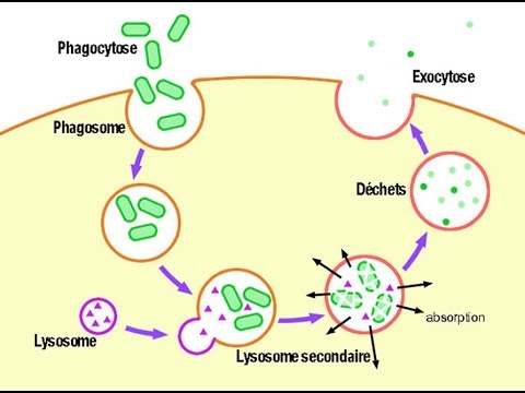 Vidéo: A quoi ressemble un lysosome ?