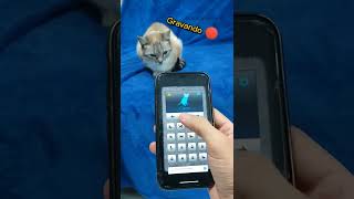 Olha O Que Este Aplicativo Faz Com O Seu Gato