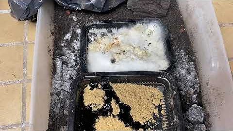 IMO 1 indigenous micro organisms ready to go growth promoting bacteria 🦠 + Fungi