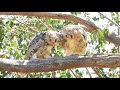 Great Horned Owls Ojai Meadows Preserve 14May2020- 2 siblings lock claws and wrestle while pulling f