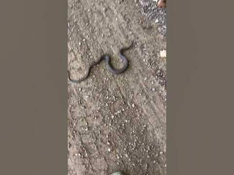 Roadcruised Northern Watersnake Southern #michigan #herping #animal #